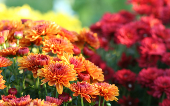 Chrysanthèmes petites fleurs rouge foncé et orange et dans le fond jaunes