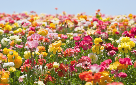 Champs de fleurs renoncules jaunes, blaches, roses, rouges, oranges