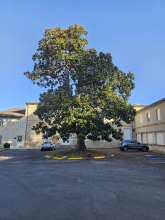 Magnolia de Kobé au CH de Cadillac