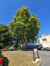 Platanes à feuilles d'Erable