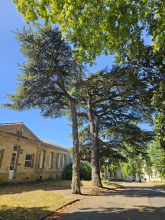 Cèdres de l'Atlas