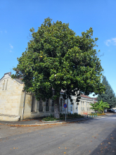 Magnolia de Kobé au CH de Cadillac