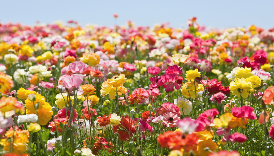 Champs de fleurs renoncules jaunes, blaches, roses, rouges, oranges